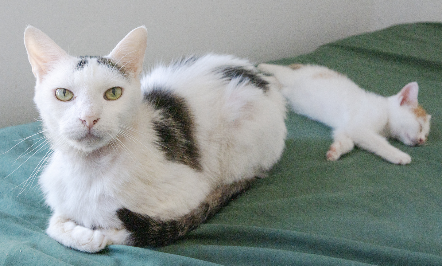 Top Cat Sanctuary cat photo